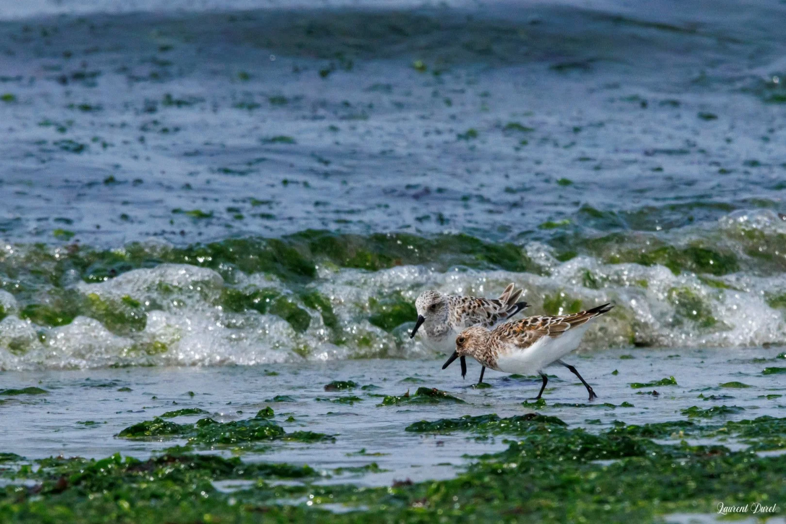 LD-05-25-Becasseaux-Sanderling-3.jpg