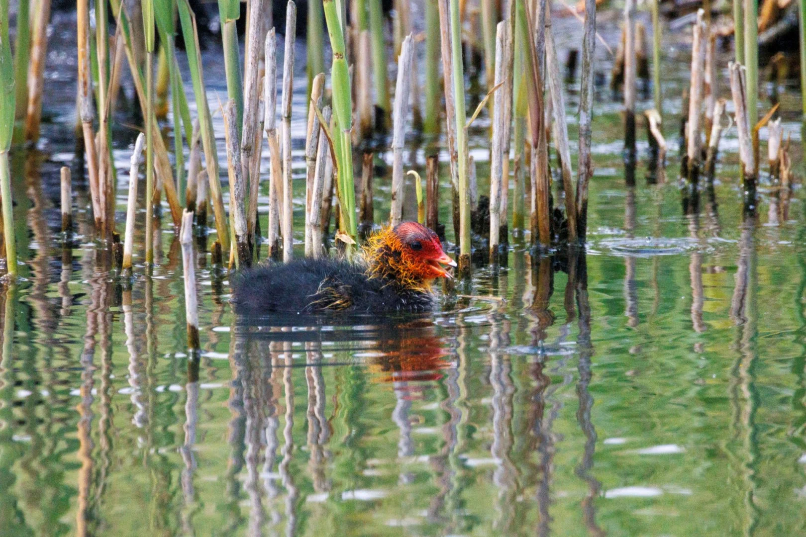 CB-0524-Bebe-poule-deau_1.jpg