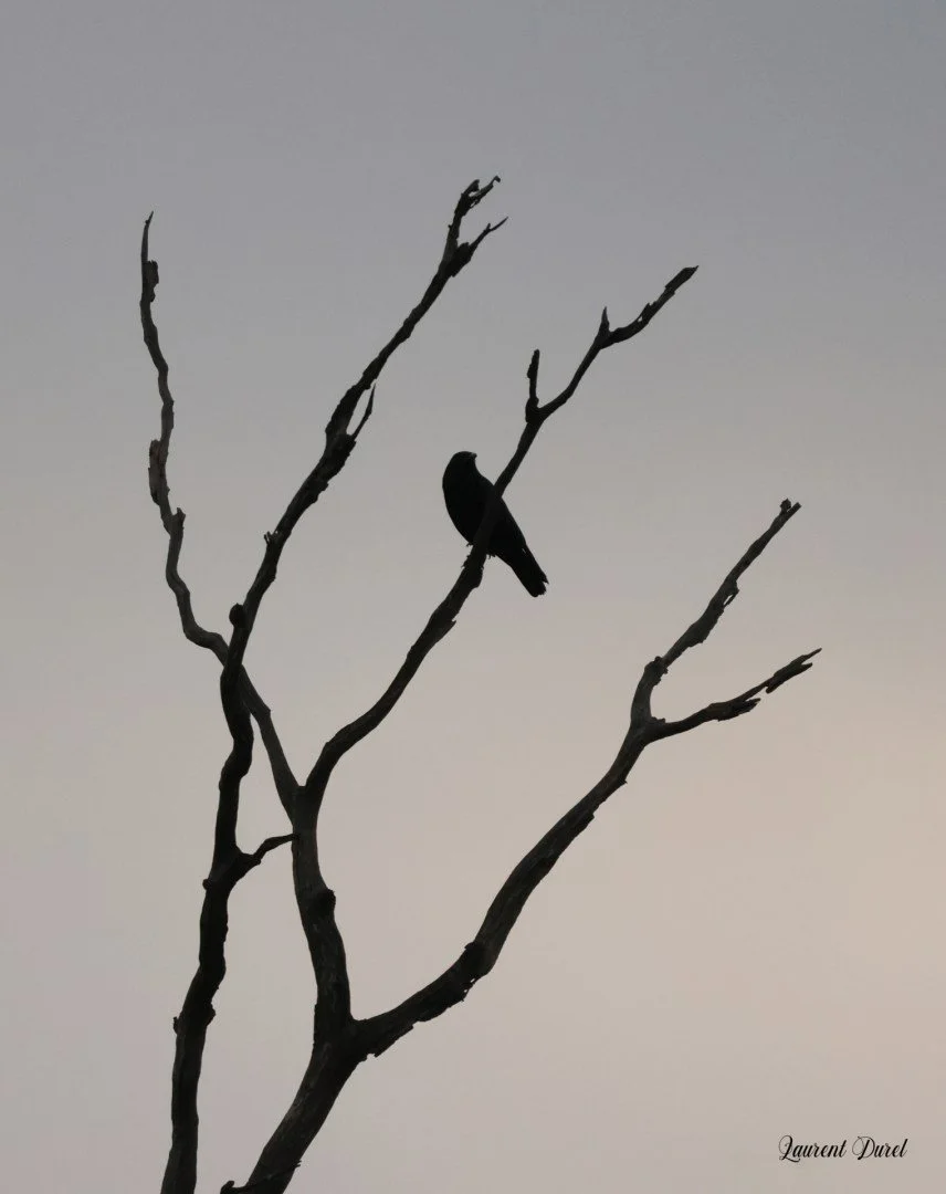 LD-11-24-contre-jour.jpg