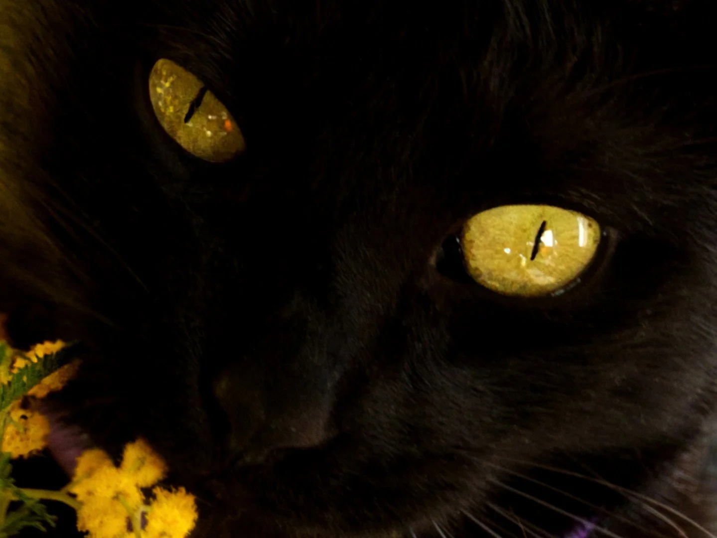 Yeux-mimosas.jpg