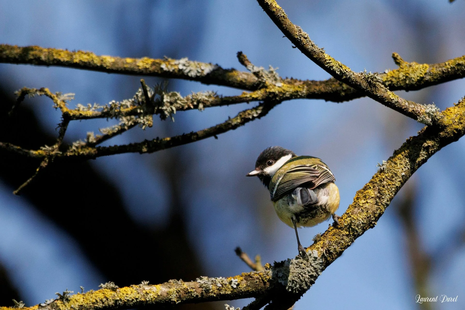 03-26-LD-Mésange charbonnière-2.jpg