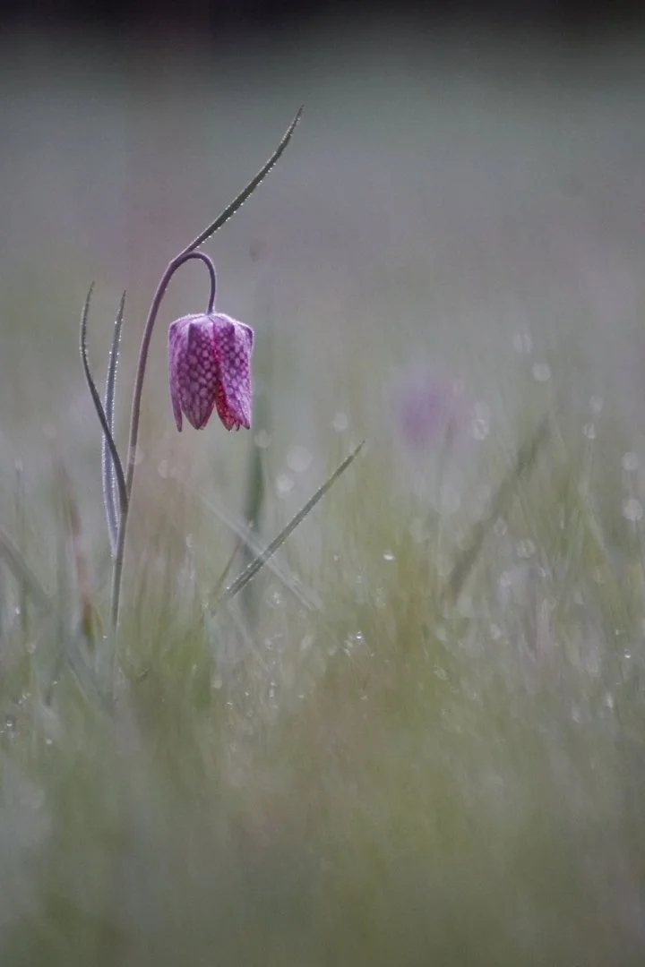 Fritillaires-2019-3.JPG