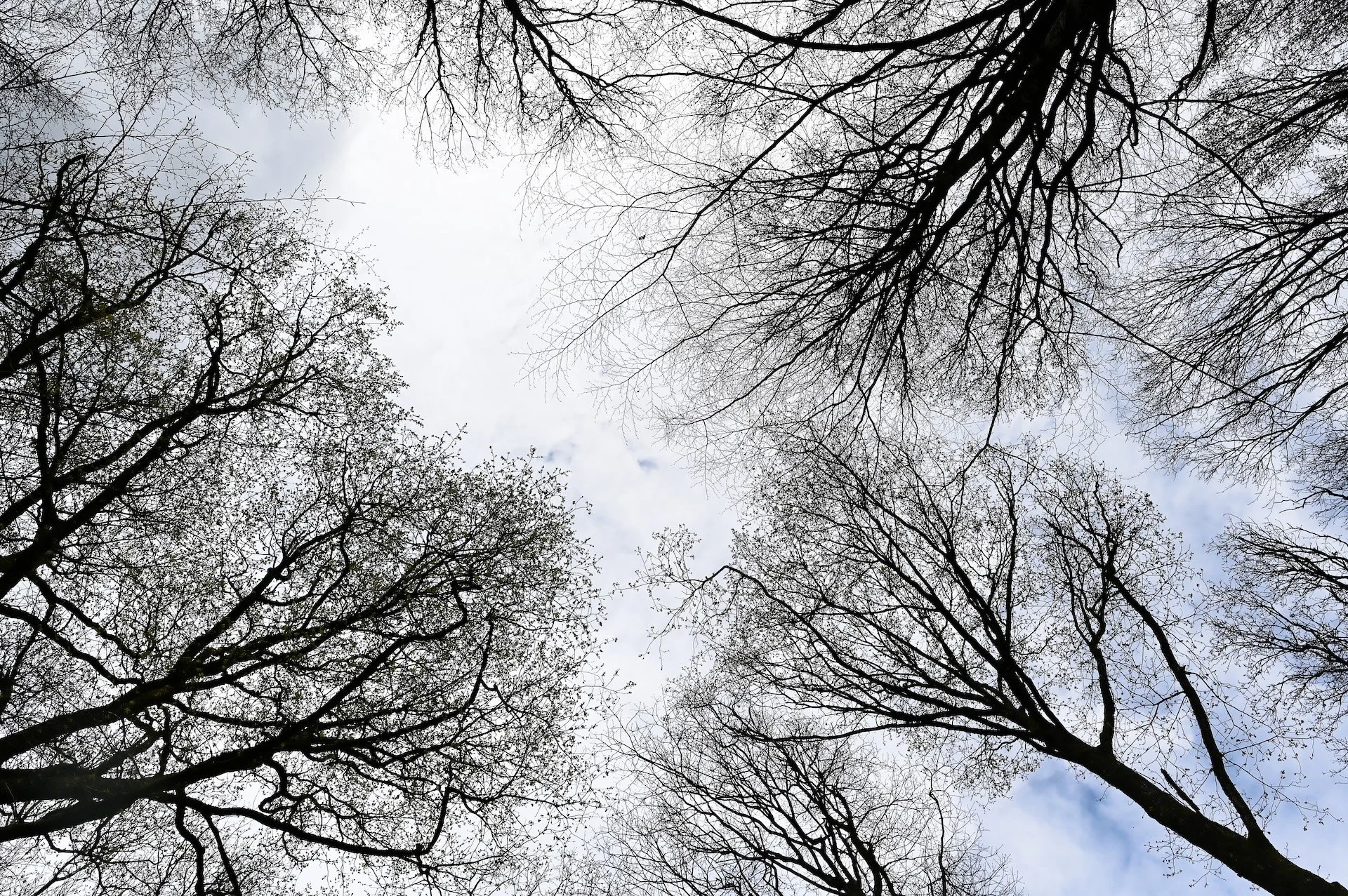 Foret_En_Contre_Plongee.jpg