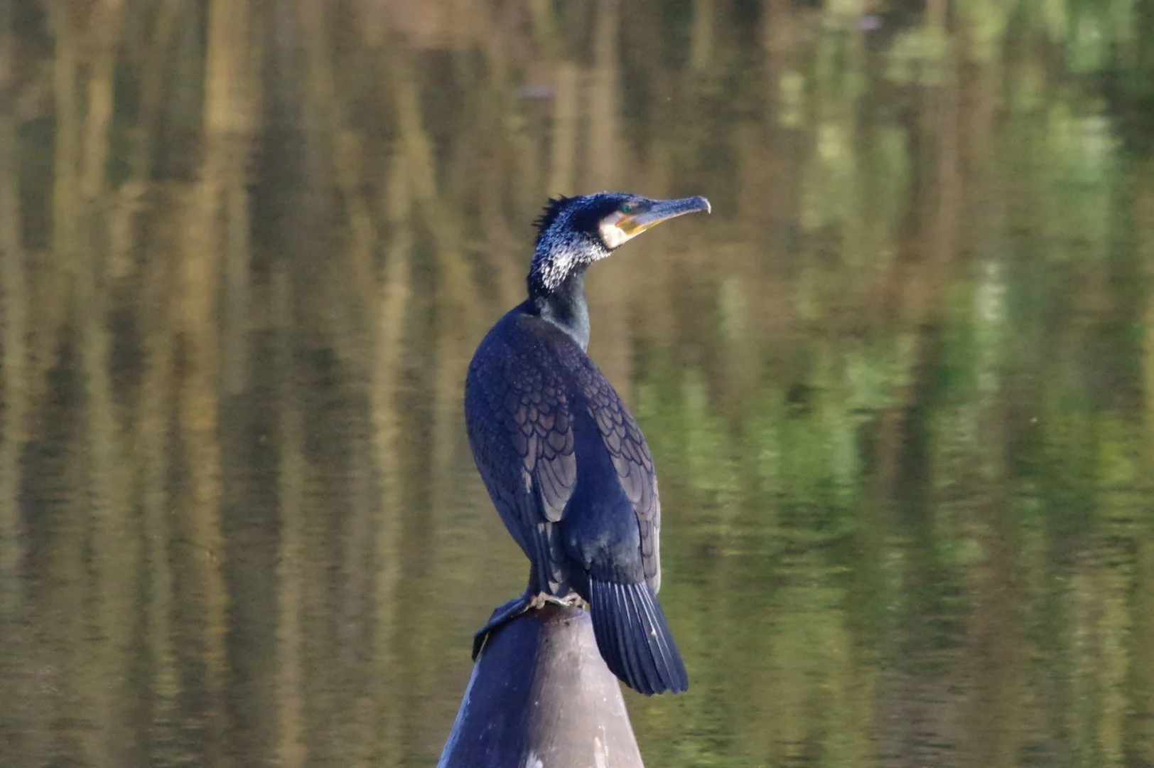 Cormoran.jpg