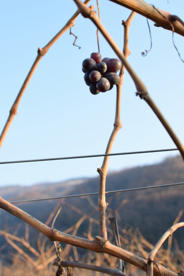 la-solitude-des-molecules-élémentaires.jpg