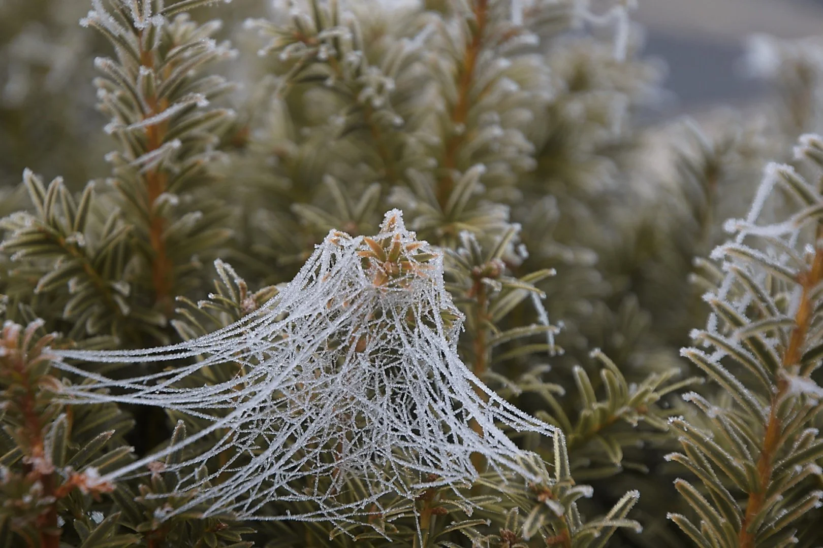 Tissage-dHiver.jpg