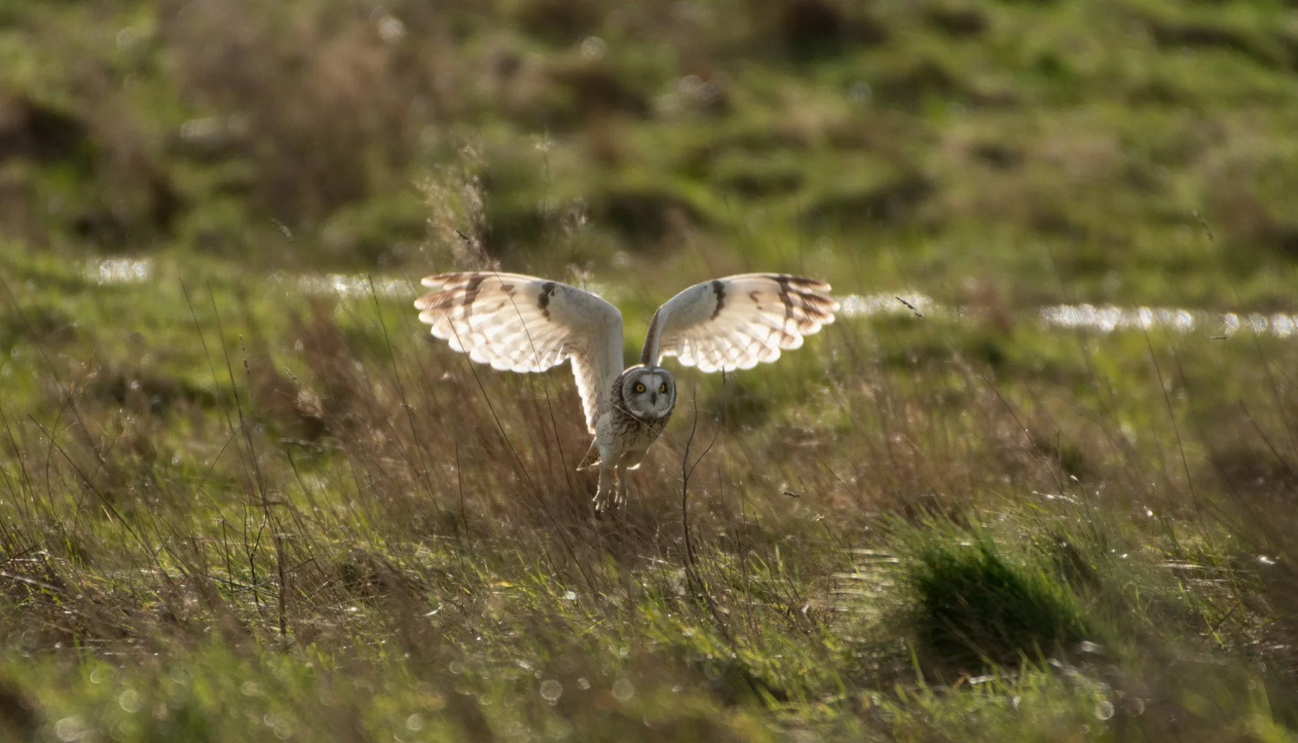 tm-01_25-Hibou-des-marais.jpg