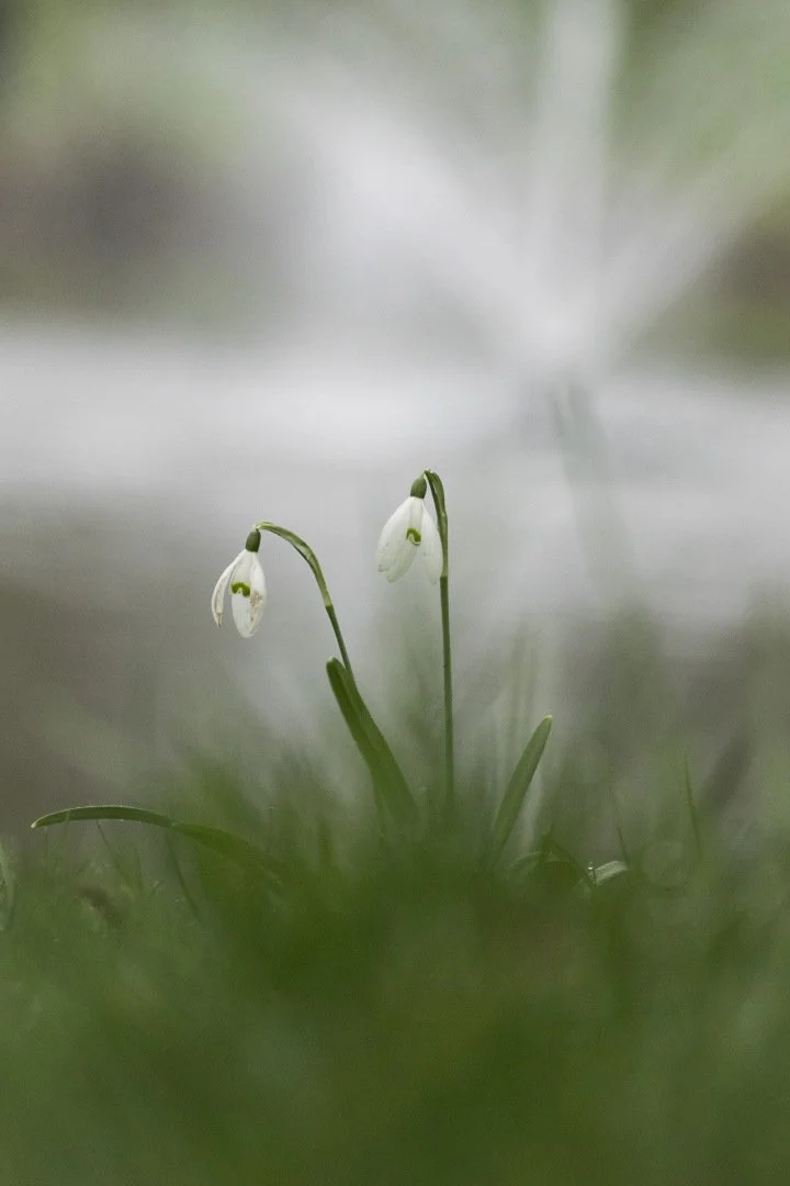 Perces-neiges.jpg