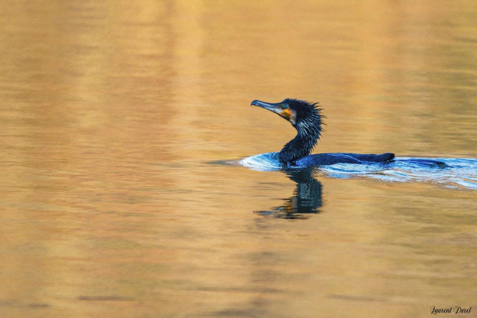LD-03-25-Cormoran.jpg