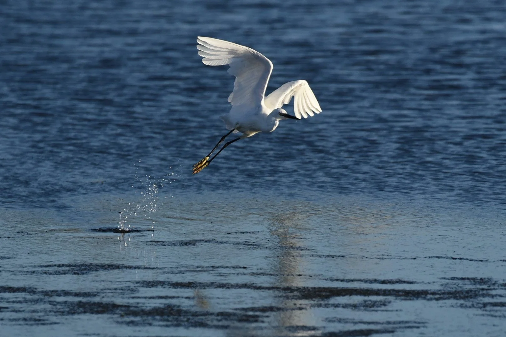 HM-Aigrette-garzette-Mod-M-Vit2500s-f8-ISO-800-BatzsurMer-DSC_9501.jpg
