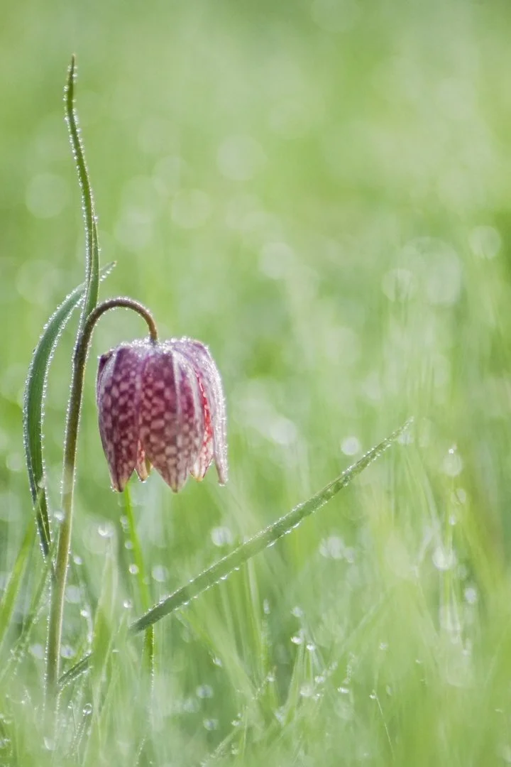 Fritillaires-2019-19.JPG
