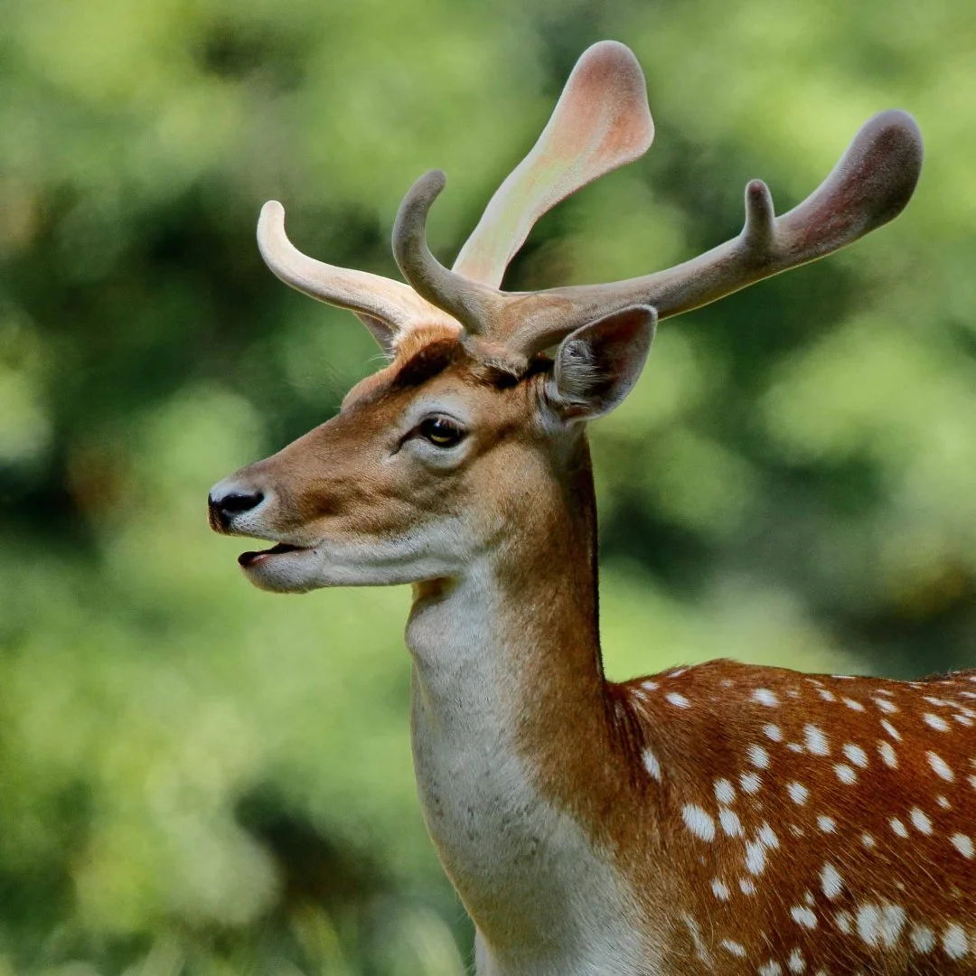 JA-Rambouillet_13.jpg