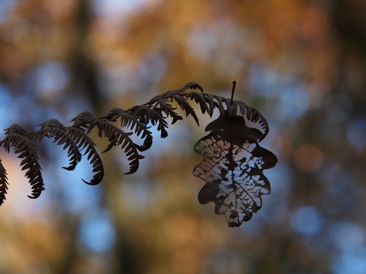 PB011881-2.jpg