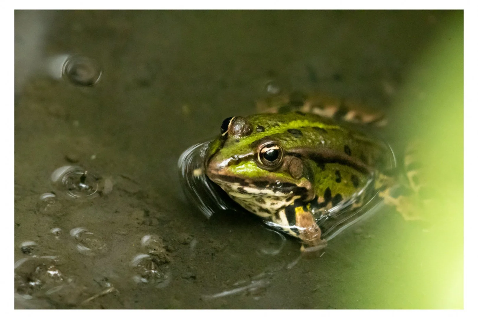 TM-09_24-Grenouille-rieuse.jpg
