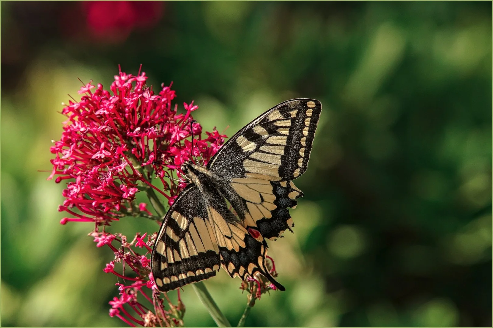 Papillon-Machaon-.jpg