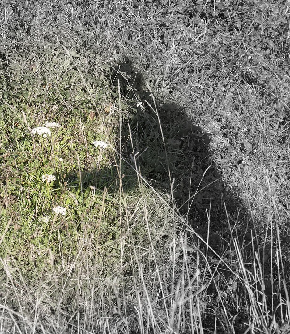 son-ombre-pour-une-fleur-.jpg