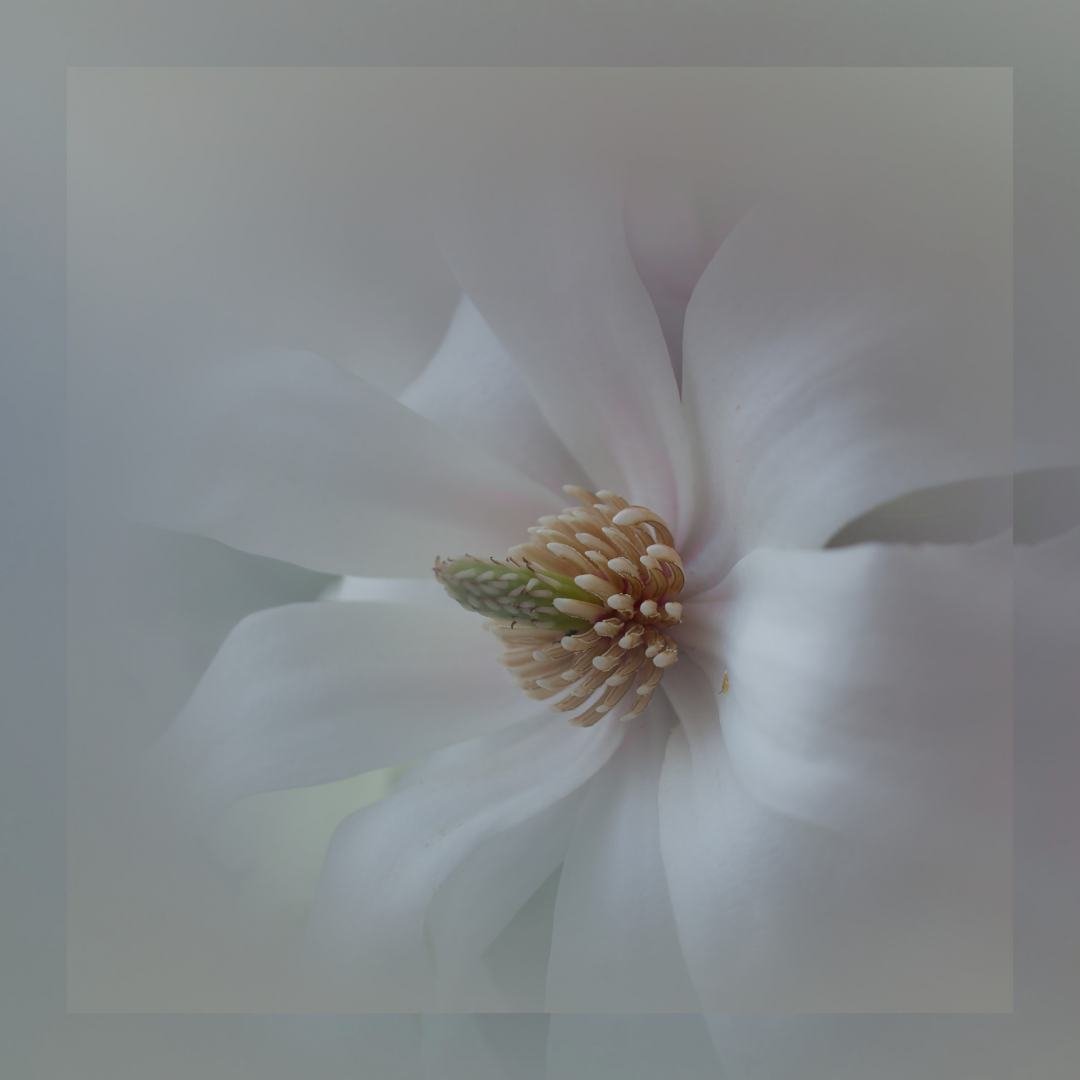 Au-coeur-du-Magniolia.jpg