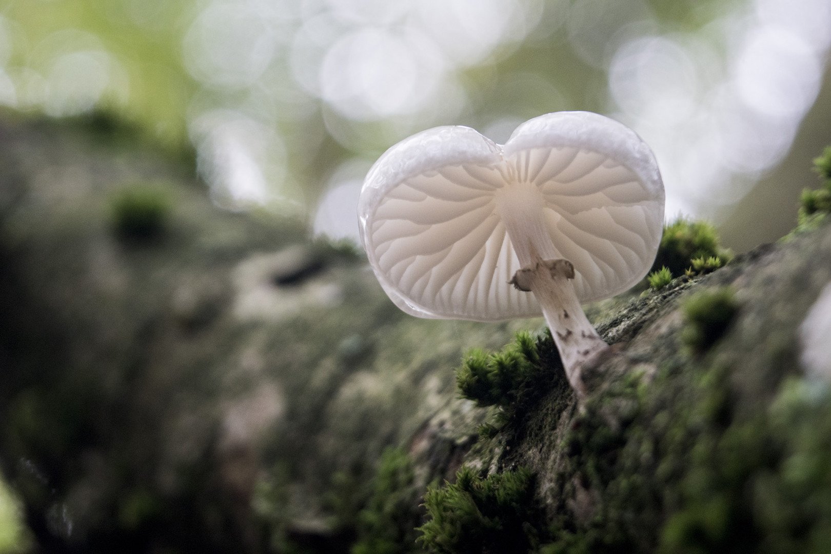 Champignon-dAutomne-.jpg