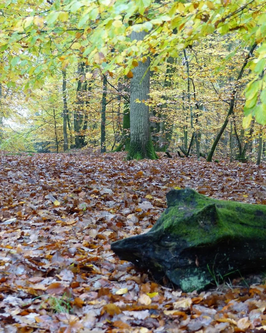 le-gardien-du-sous-bois.jpg
