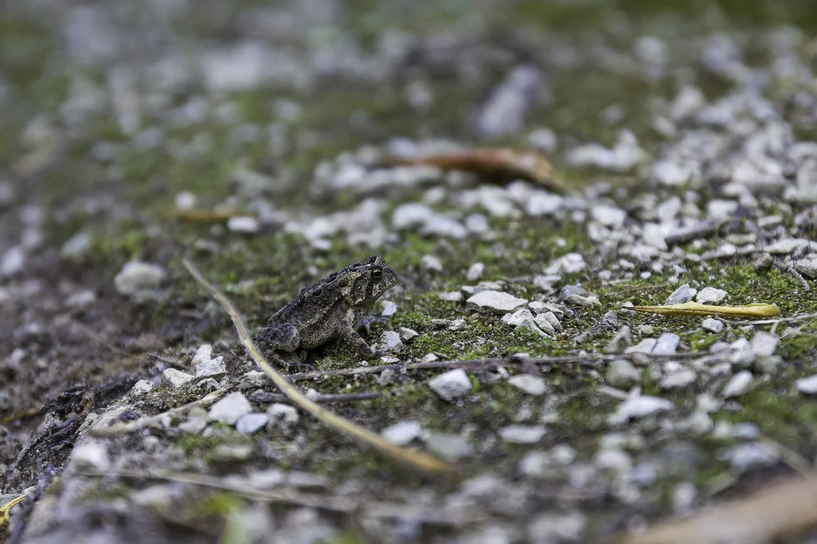 Crapaud-dAmerique.jpg