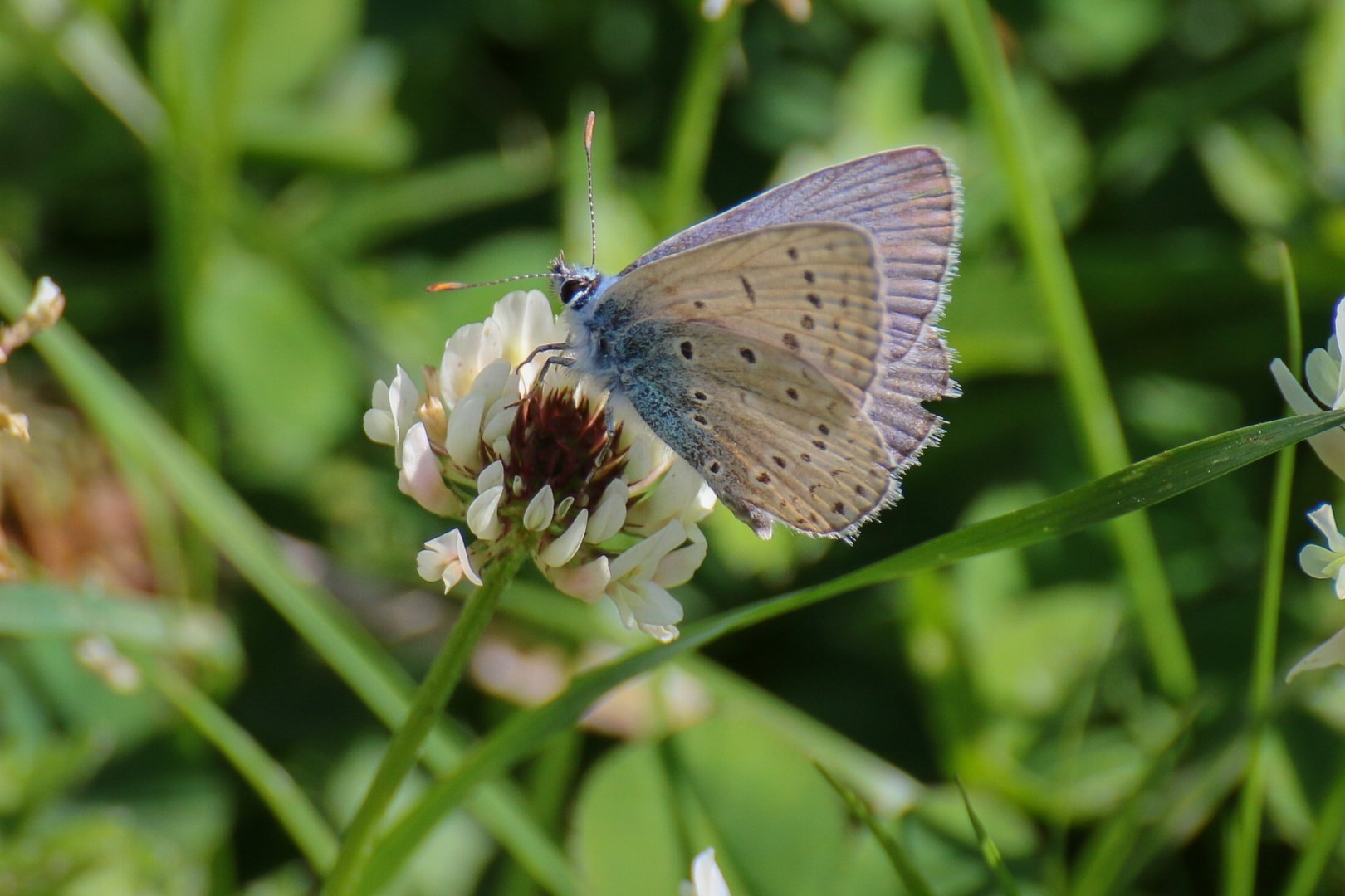 Polyommatus-coridon.jpg