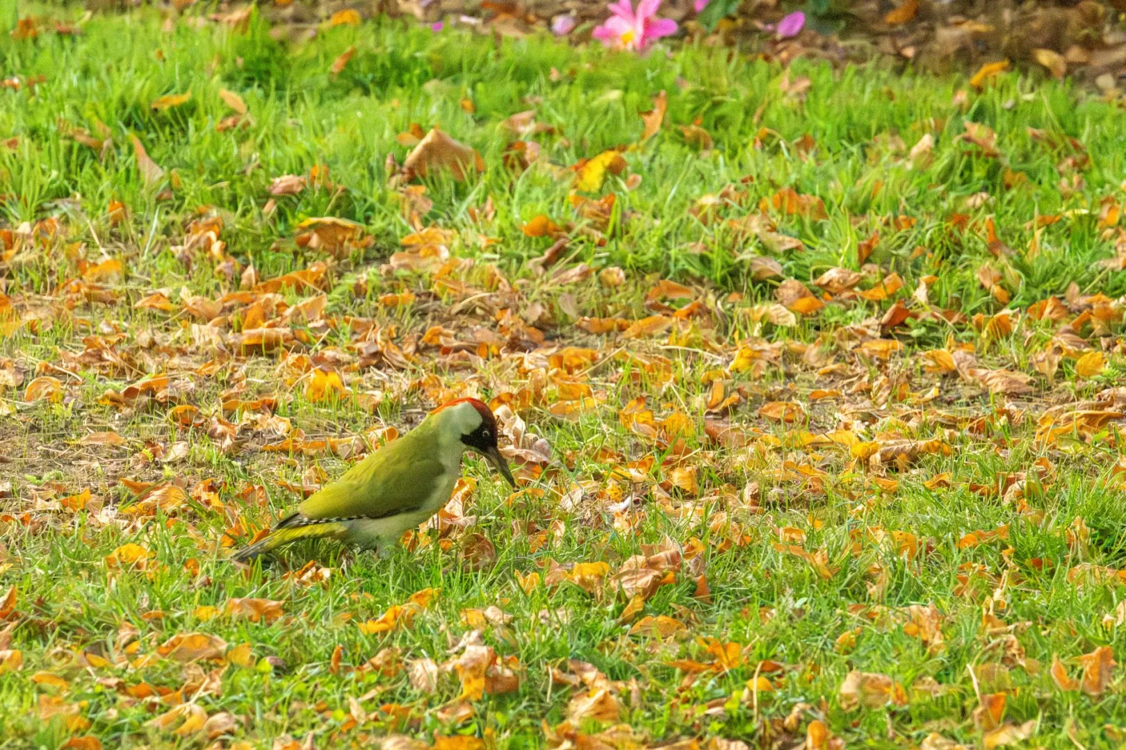 10-25-HM-Pic-vert-Change-DSC_4714.JPG