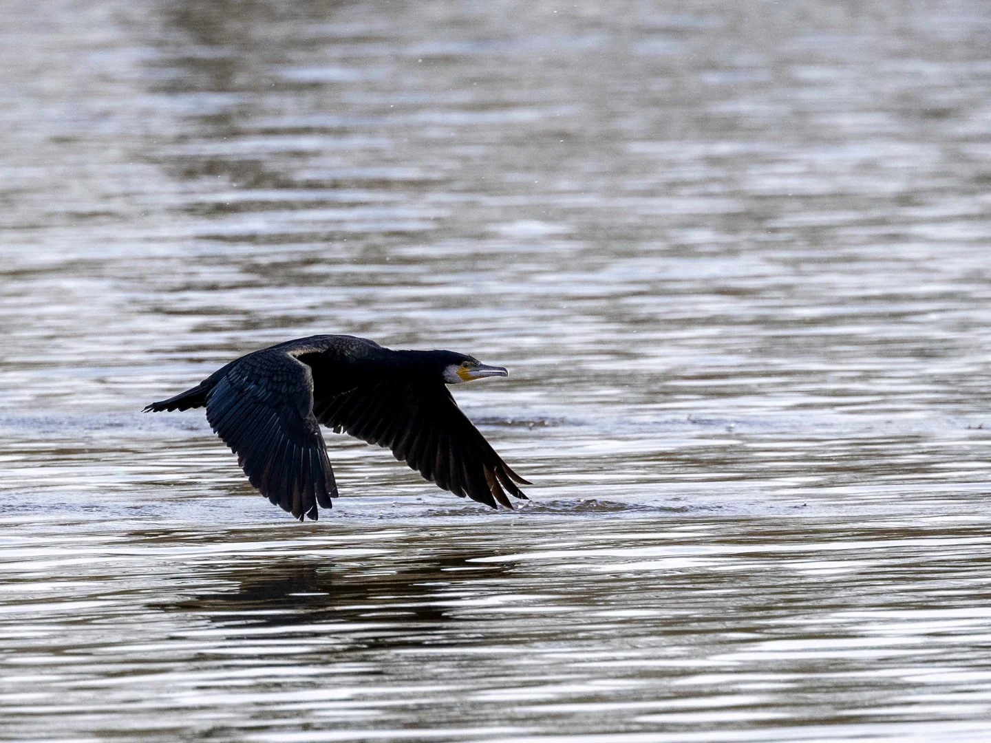 BA-0224-04-Envol-dun-cormoran-au-Gue-de-Selle.jpg