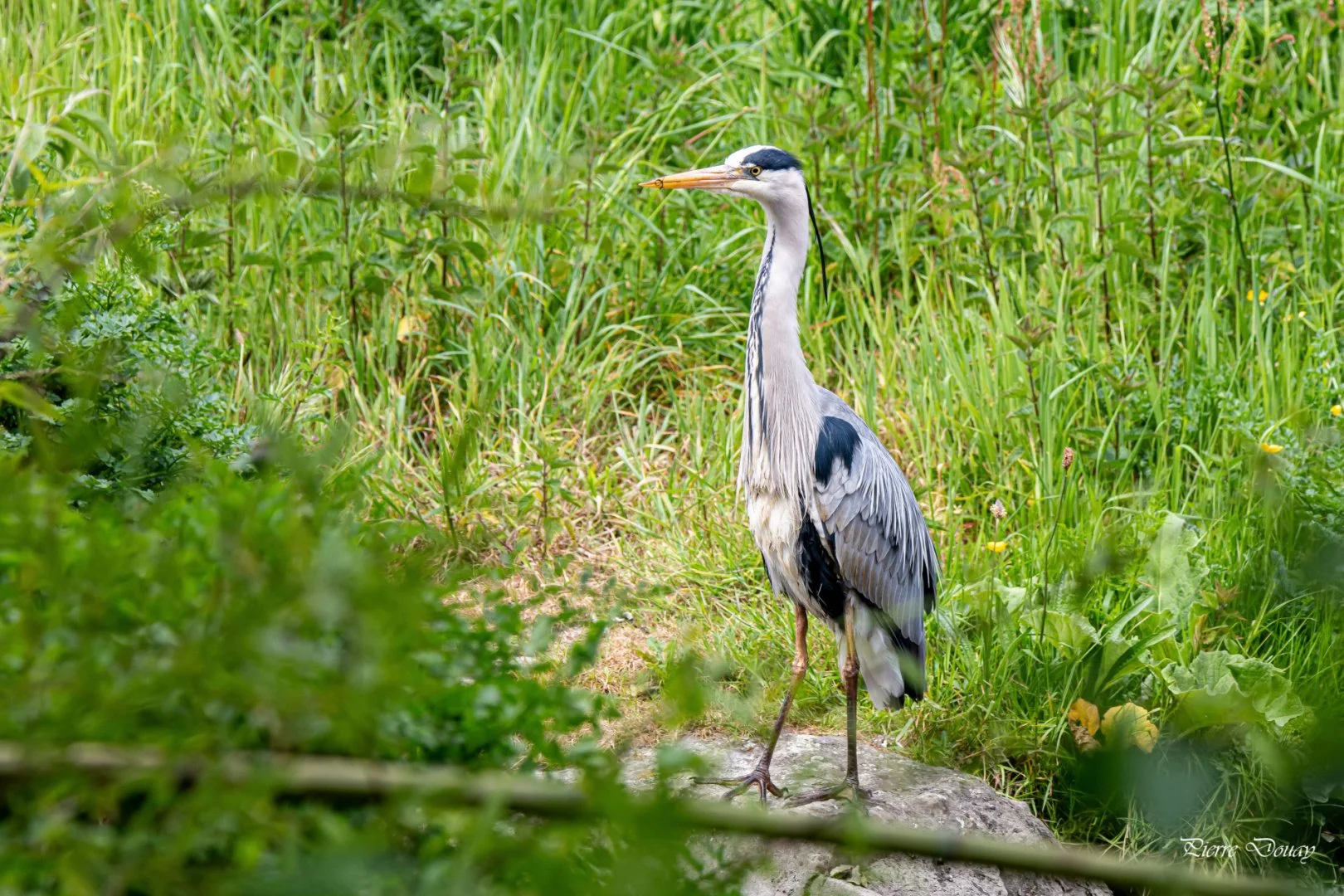 P-D-05-25-Heron-cendre-15.jpg
