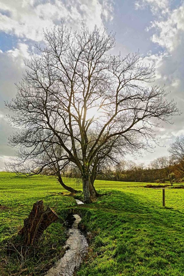 Ruisseau-à-Barbé.jpg