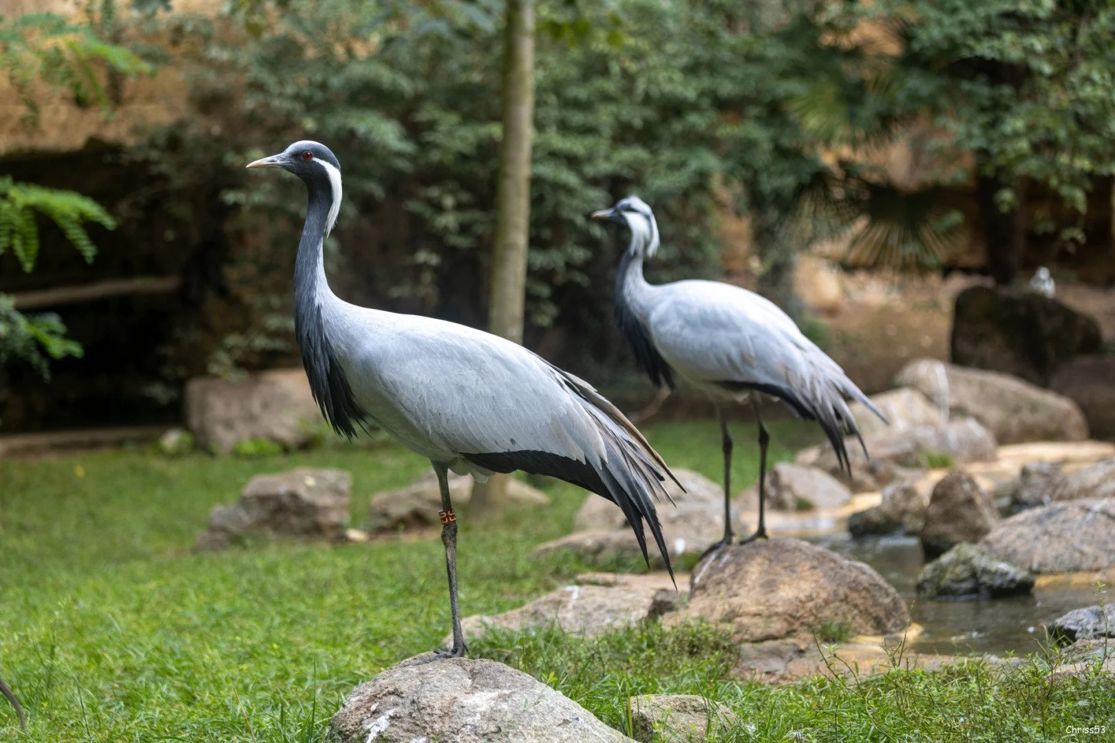 CP-0923-Grues-cendree-.jpg
