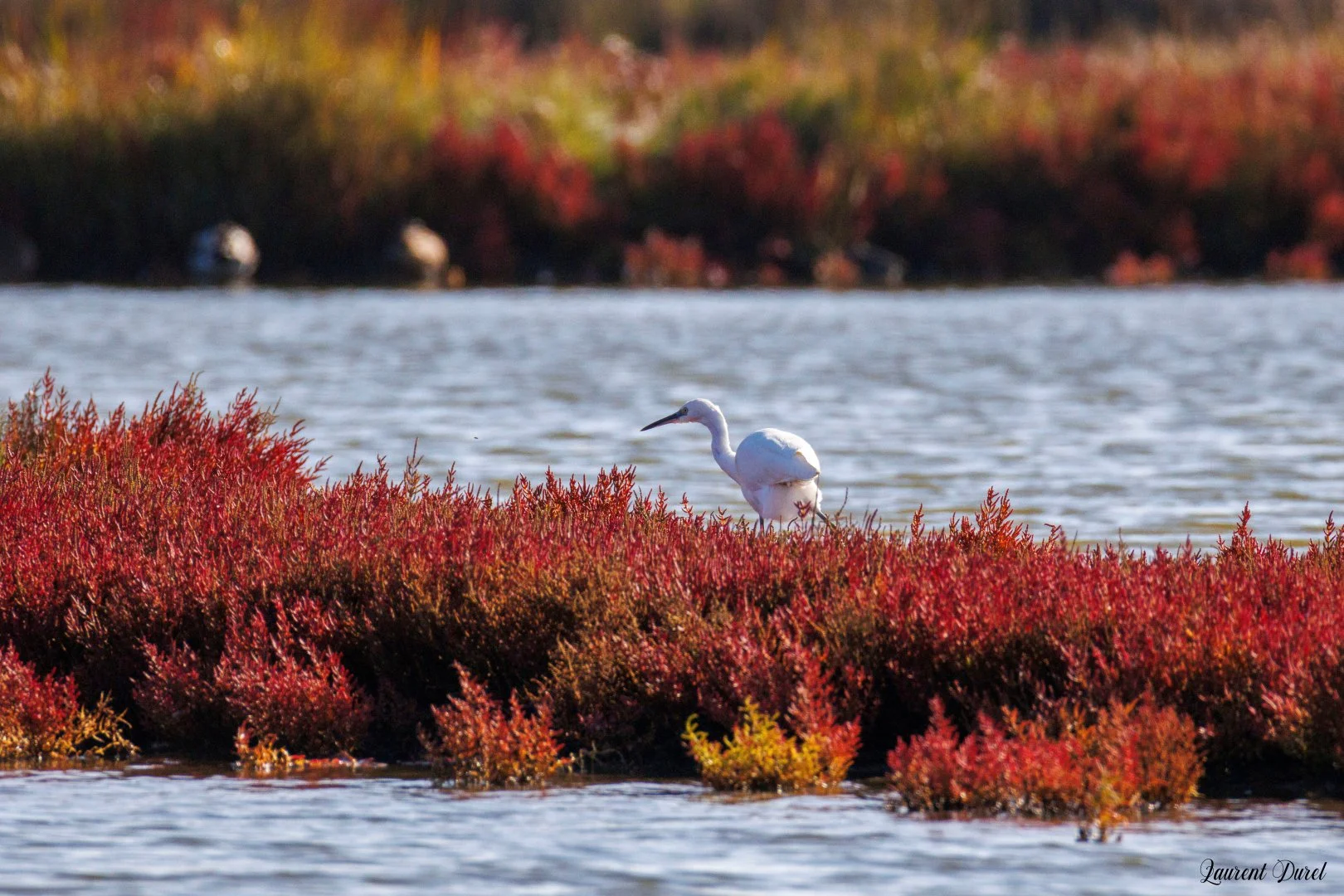 10-25-LD-Sene-Aigrette-RF-200-800.jpg