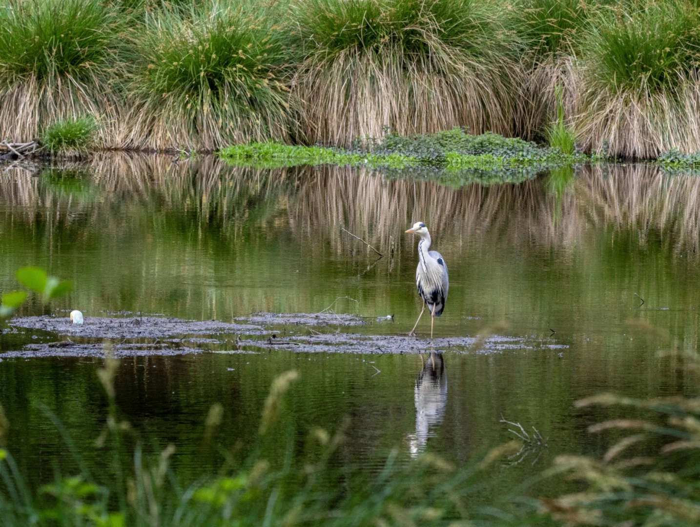Heron-1.jpg