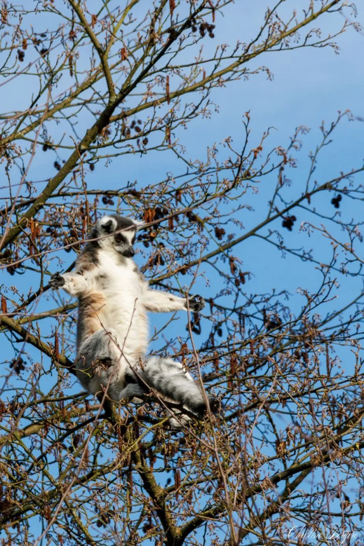 CB-0325-Suricate-en-meditation.jpg