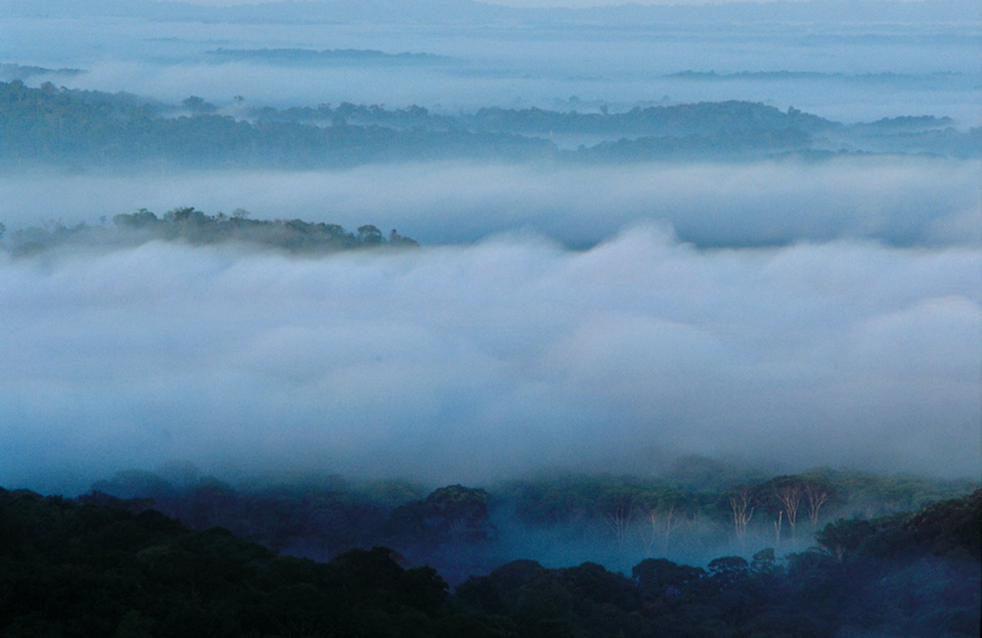 Brume-matrinale-sur-la-forêt.jpg