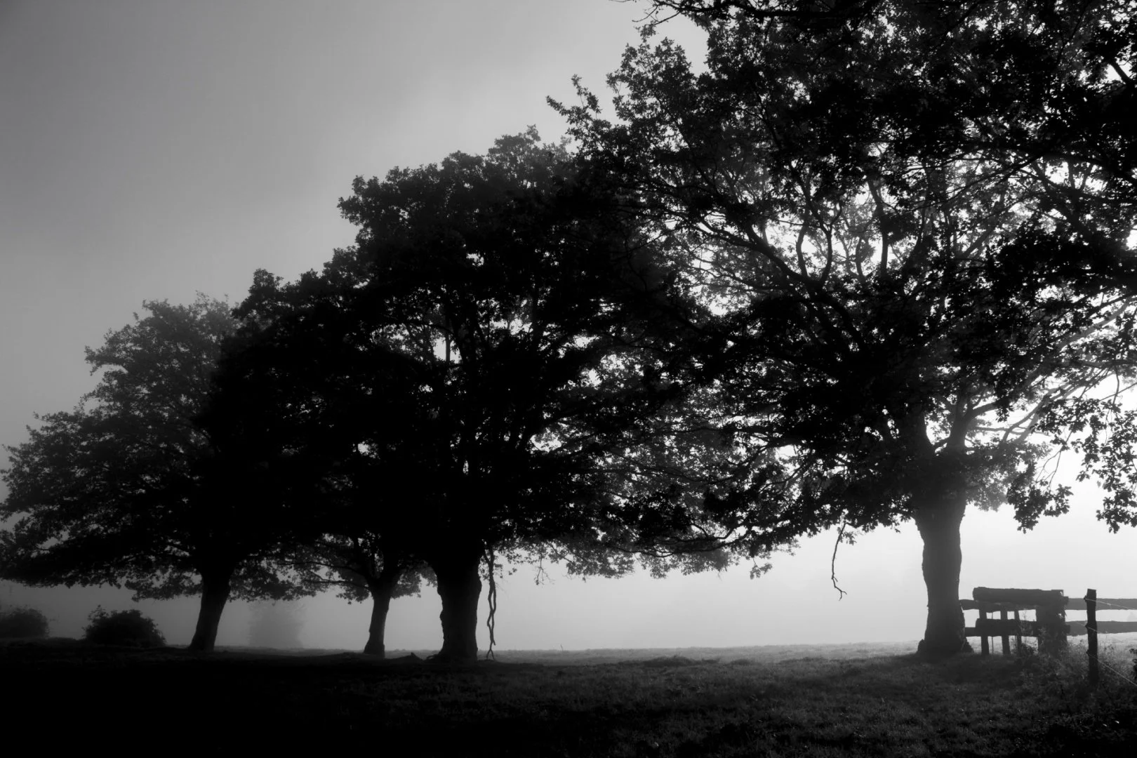 Des-arbres-dans-le-brouillard.jpg.jpg