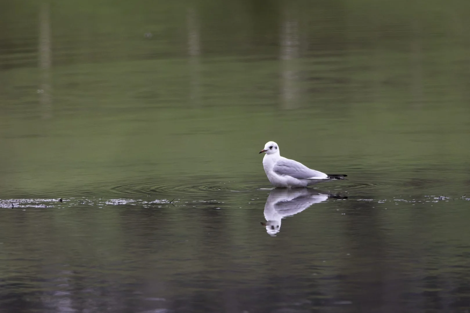 Mouette.jpg