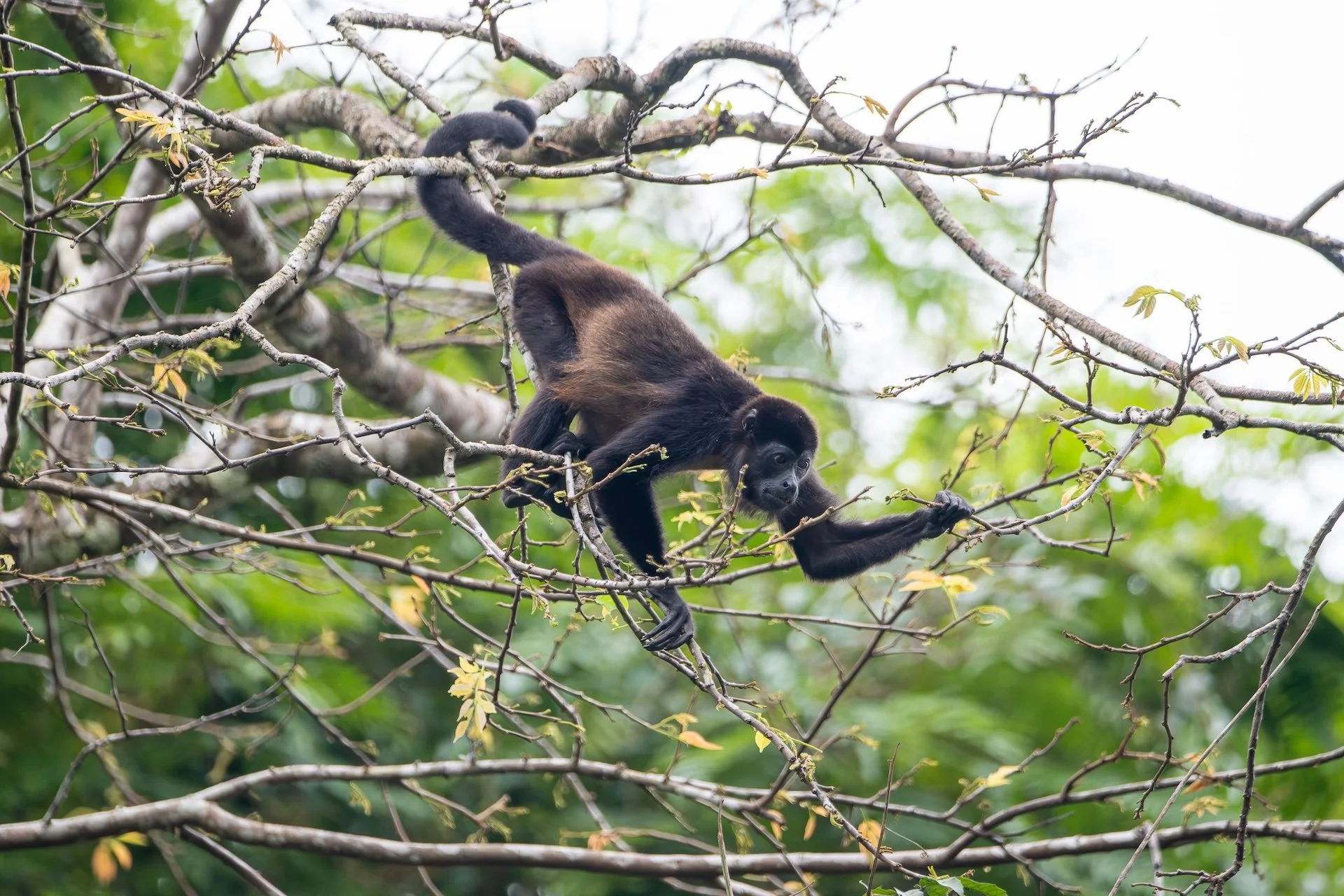 01-04-HM24 Le singe hurleur DSC_8804.jpg