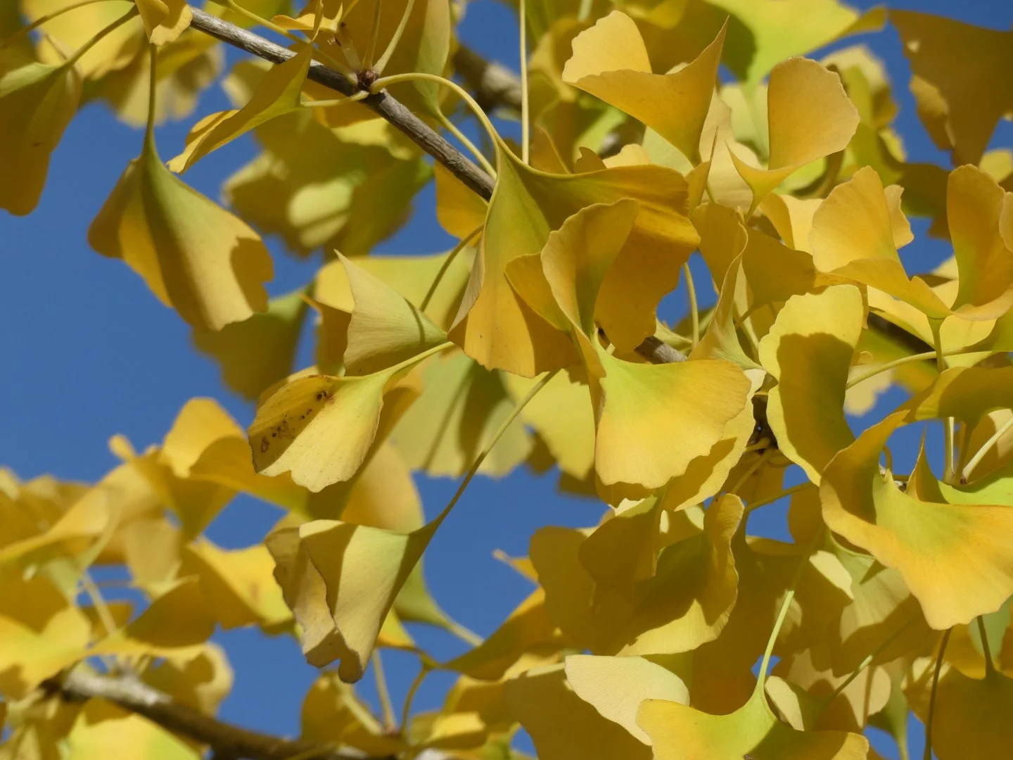 Feuilles-de-Ginkobiloba-ou-Arbre-aux-Ecus-DOr.JPG