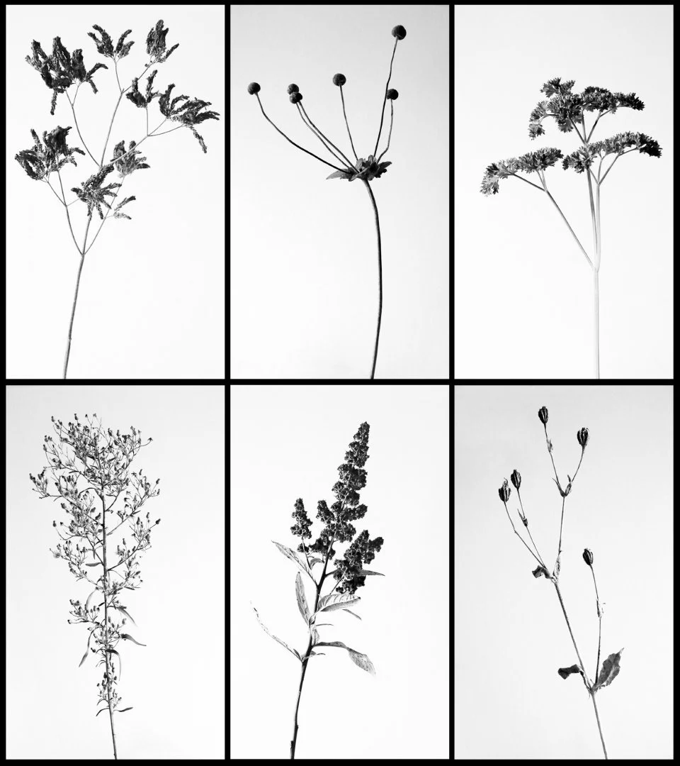 Herbes.jpg
