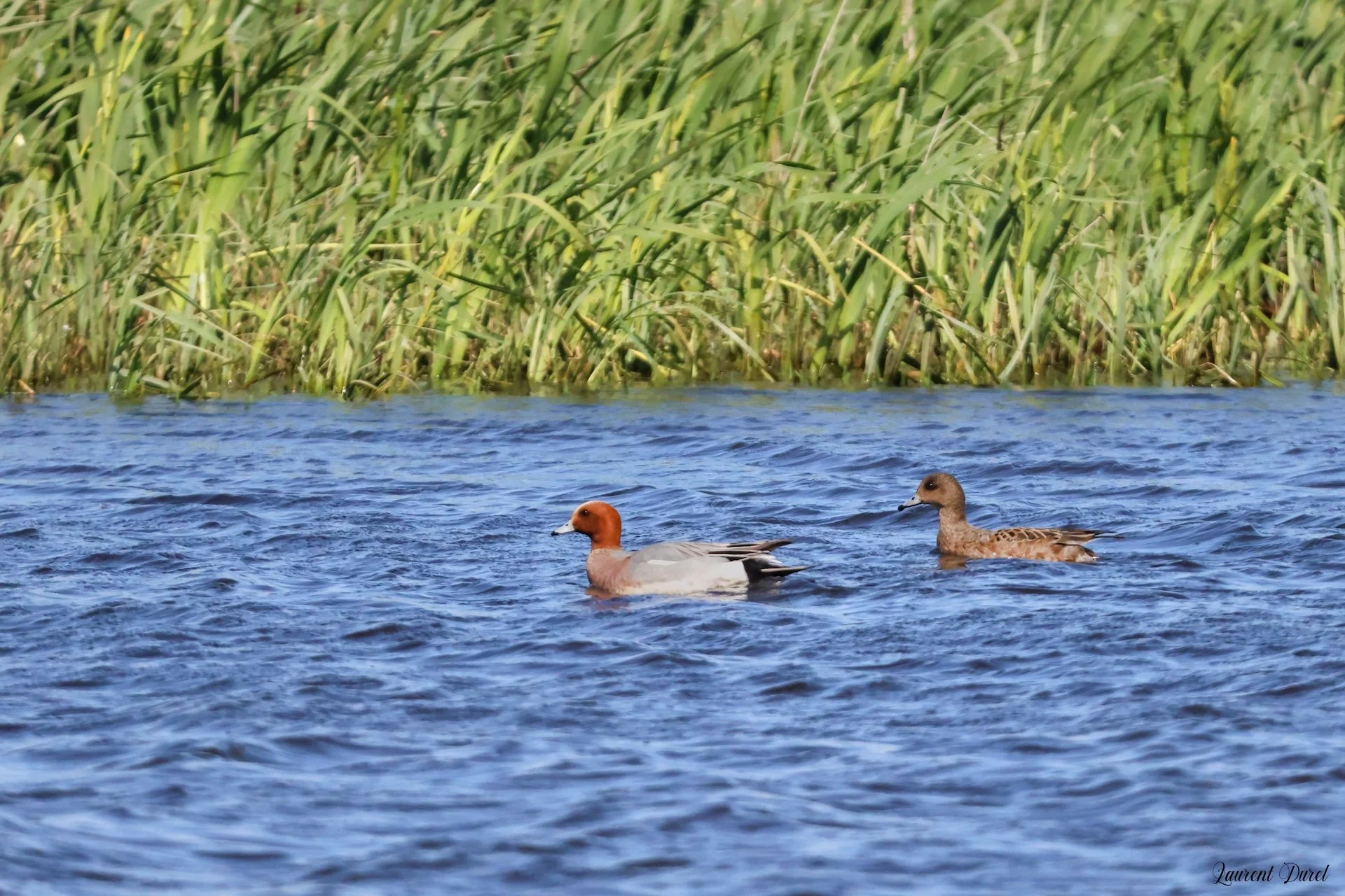 04-26-LD-Canard siffleur Male et femelle.jpg