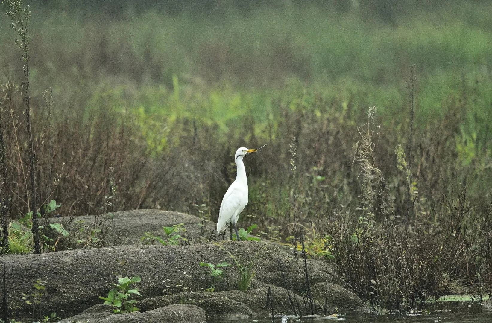 4.R.P.2010.10-Grande-aigrette-.jpg