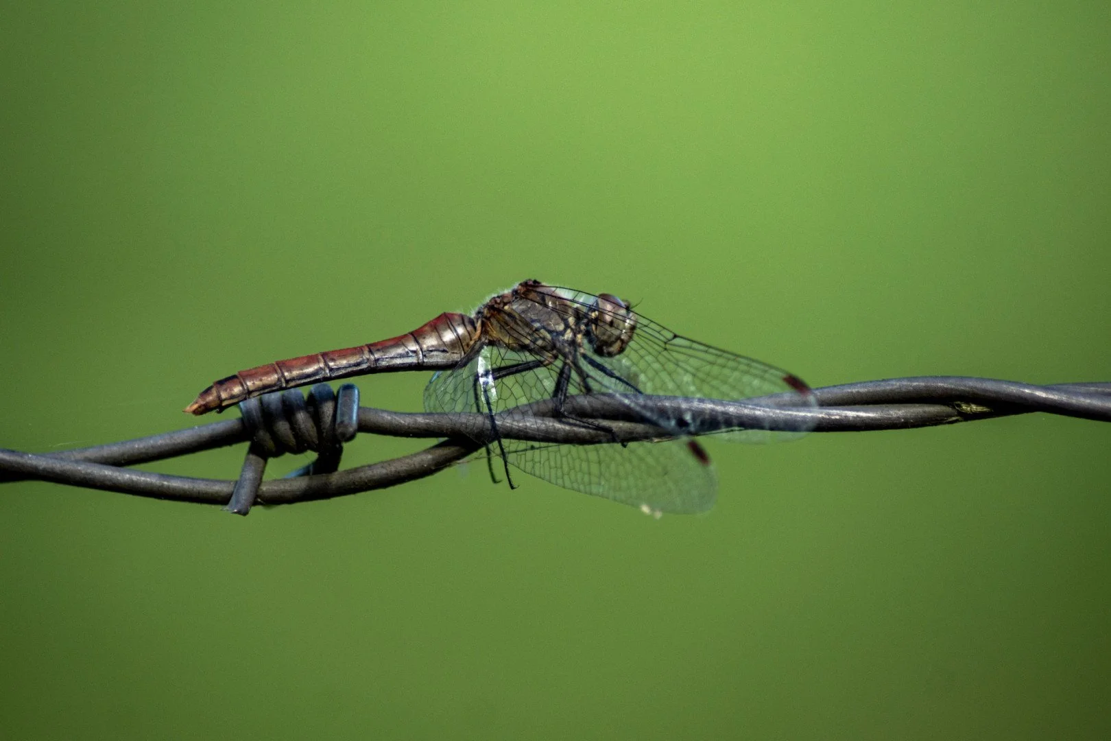 P-D-09_23-13-Libellule.jpg