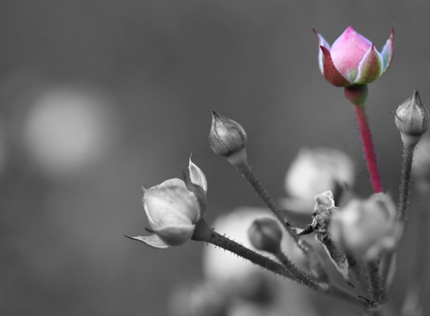 Roses-d’Automne.jpg