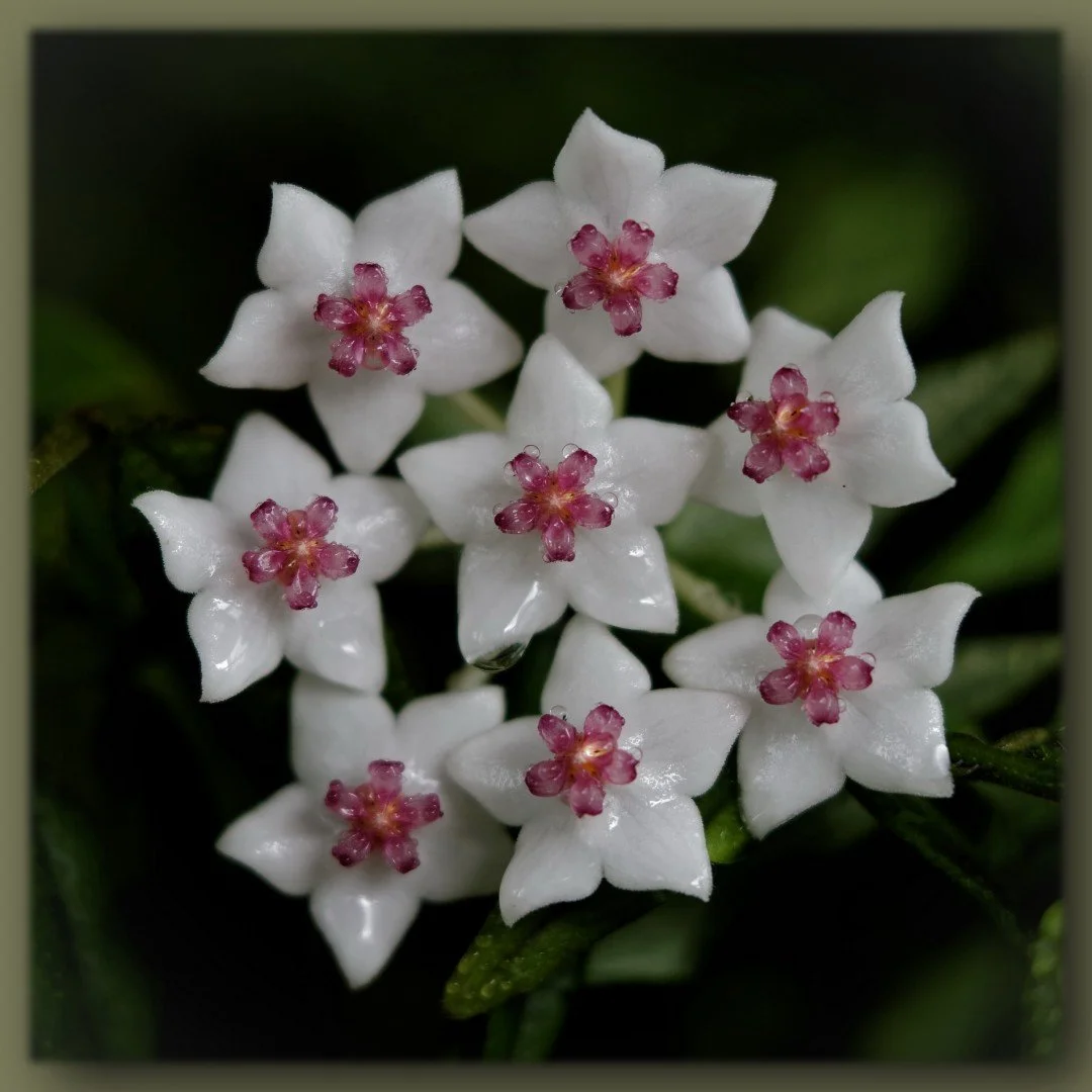Mini-Hoya.jpg