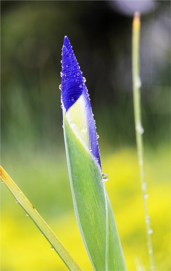 Bouton-dIris.jpg