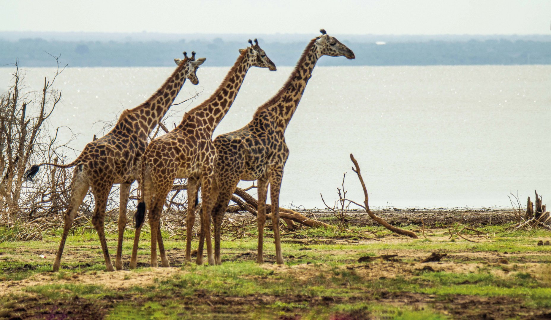 Christian-Thirault-Tanzanie-2023-Girafes-dans-le-parc-Manyara.jpg