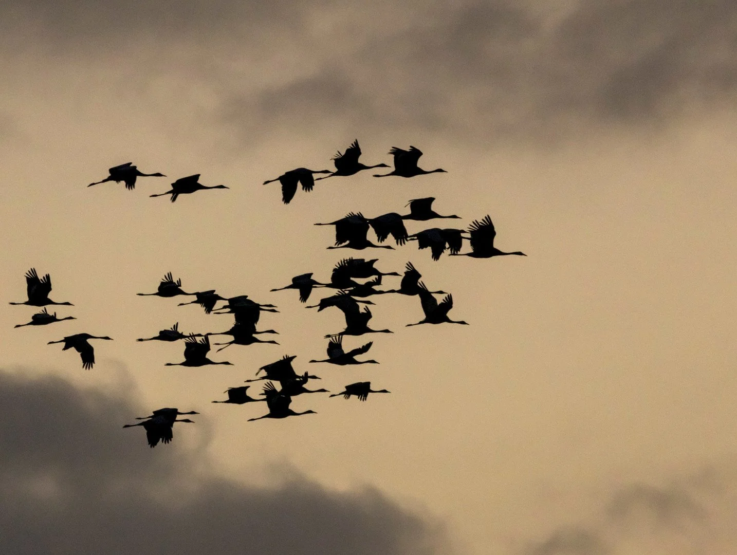 LD-11-23-grues-cendrees-6.jpg