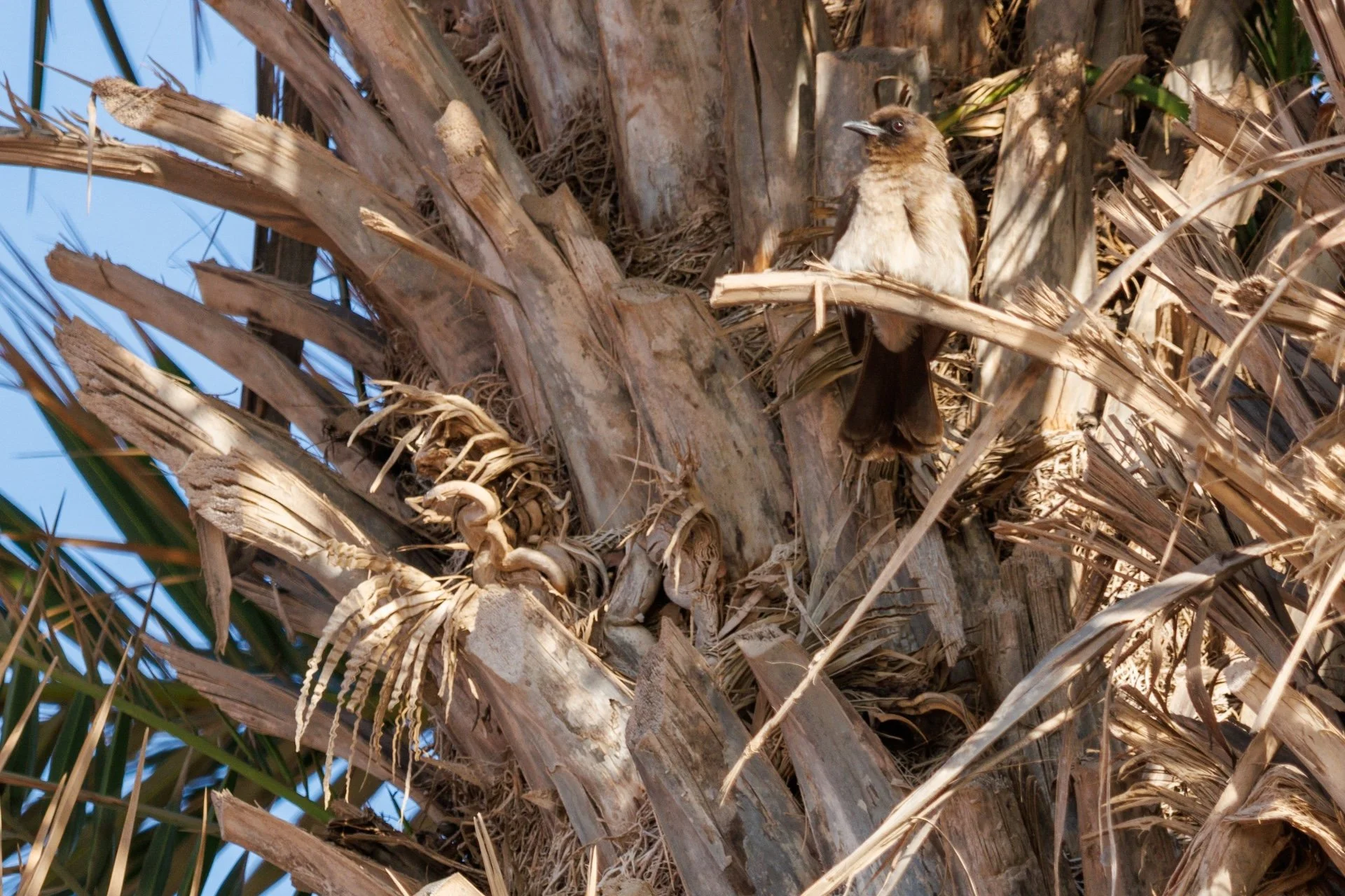 CB-0326-Bulbul.jpg