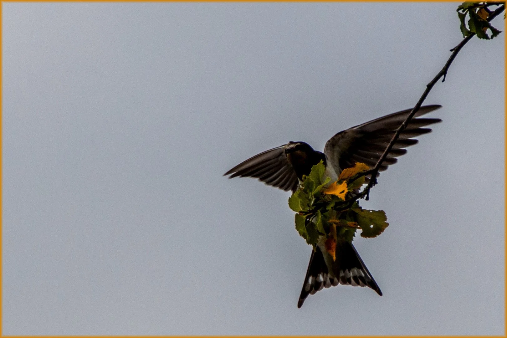 La-curieuse-posture-de-cette-hirondelle.jpg