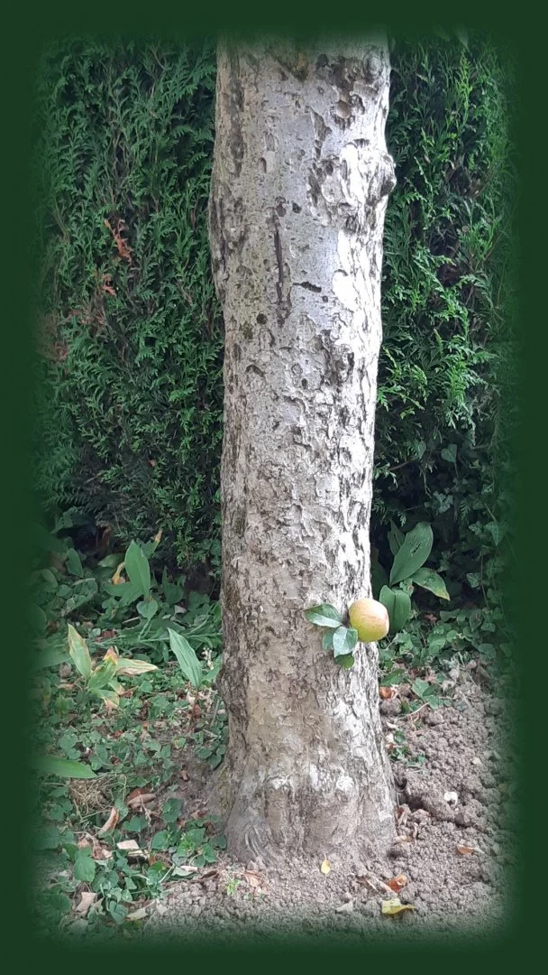 curiosite-de-la-nature.jpg